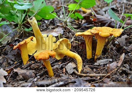 cantharellus cibarius the chanterelle mushroom on the ground