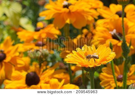 Orange flower with bee and same flowers in the background.