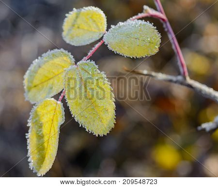 Autumn Autumn Frost first frost Forest Frost Frost On The Leaves Frost On The Plants Frozen Forest Frozen Leaves Frozen Leaves Of Rose Hips Frozen Plant Grove Late Autumn Nature Rose Hips In The Frost Wild Rose Bush