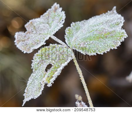 Autumn Autumn Frost first frost Forest Frost Frost On The Grass Frost On The Leaves Frost On The Trees Frozen Forest Frozen Leaves Grove Late Autumn Nature Trees