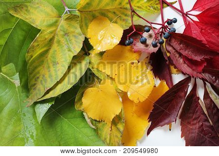 Colorful background of fallen autumn leaves close up.