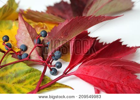Colorful background of fallen autumn leaves close up.