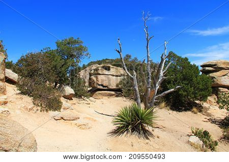 Weathered dead Tree, Windy Point on Mount Lemmon in Tucson, Arizona, USA in the Santa Catalina Mountains located in the Coronado National Forest with blue sky copy space.