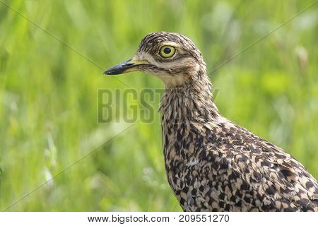 Portrait of a Spotted Dikkop in green grass with mottled brown feathers