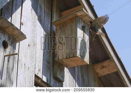 Wooden Birdhouse With Its Inhabitant Starling