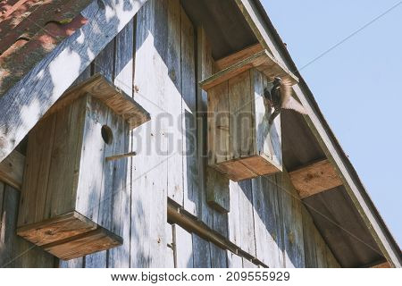 Wooden Birdhouse With Its Inhabitant Starling