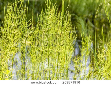 sunny illuminated wetland horsetail vegetation detail in Southern Germany at early summer time