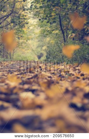 Blurred background of falling leaves. Autumn ladnscape. Fall in the forest