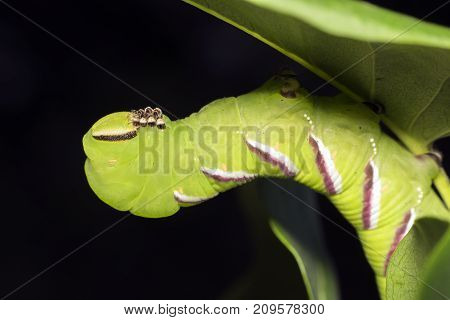 Sphinx ligustri known as the privet hawk moth larva. Butterfly larva. Green caterpillar