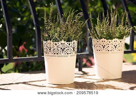 Young heathers in the white flowerpots. Calluna vulgaris in a pot on the balcony