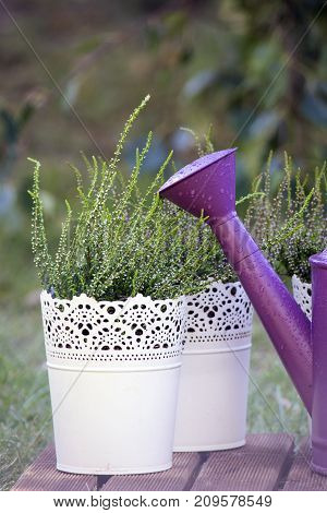 Young heathers in the white flowerpots. Calluna vulgaris in a pot on the balcony