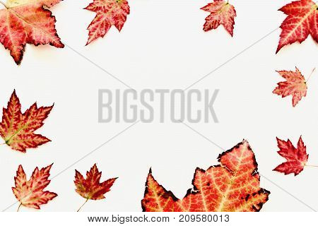 A lot of beautiful autumn colourful leaves on the white table