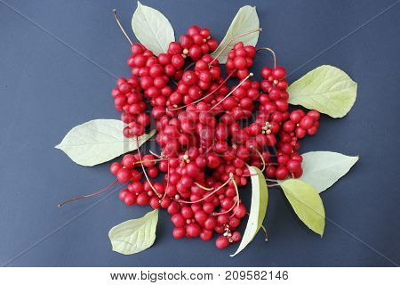 branch of red ripe schisandra with leaves lay on the blue background