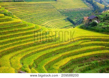 The Longsheng Rice Terraces(Dragon's Backbone) also known as Longji Rice Terraces are located in Longsheng County, about 100 kilometres (62 mi) from Guilin, Guangxi, China