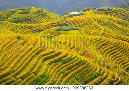 The Longsheng Rice Terraces(Dragon's Backbone) also known as Longji Rice Terraces are located in Longsheng County, about 100 kilometres (62 mi) from Guilin, Guangxi, China