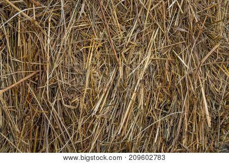 Yellow dry hay closeup as horozontal background