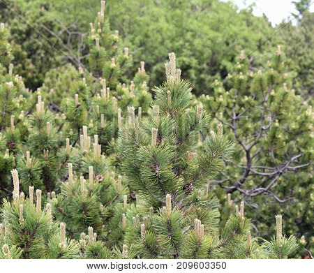 Detail Of The Green Pine Needles Typical Of The Italian Alps