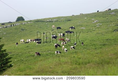So Many Cows And Calves Grazing In The Green Meadow