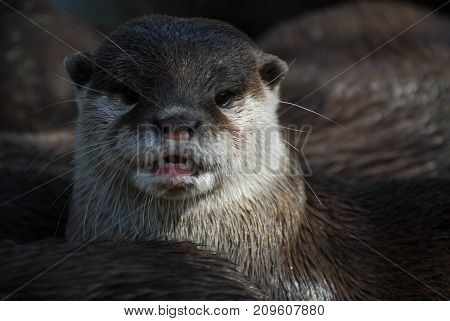 Close Up Portrait Of An Otter With Its Mouth Open