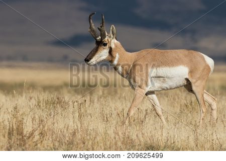 nice pronghorn antelope buck on the prairie
