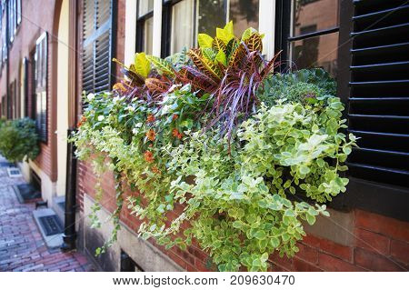 flowers on the window outside. flowers at house on a background of blurred city. Copy space for your text