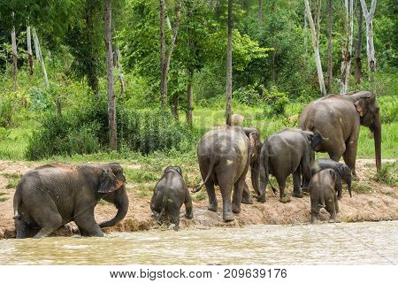 Group of Wild elephant walking and showering in forest in Kuiburi national park of Thailand