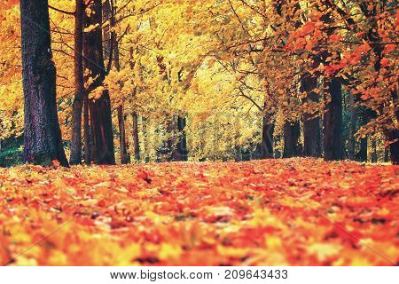Autumn. Fall scene. Beautiful autumn day in park. Fallen red leaves on ground. Trees with red and yellow foliage along park path covered by autumn leaves.