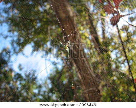 Spiderandweb
