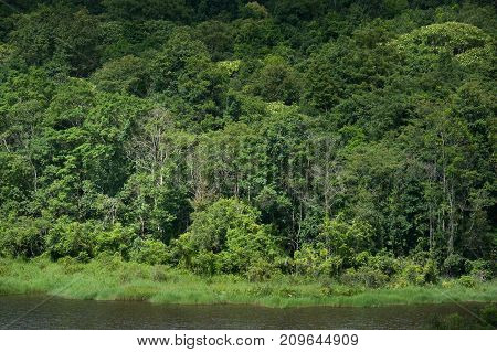View Evergreen ForestKhao Yai National Park Thailand under sunlight in the middle of the summer with heavy sky as a background.