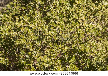 Detail of leaves of Kermes Oak Quercus coccifera. It is native to the Mediterranean region and Northern African Maghreb. Photo taken in Buendia Cuenca Spain.