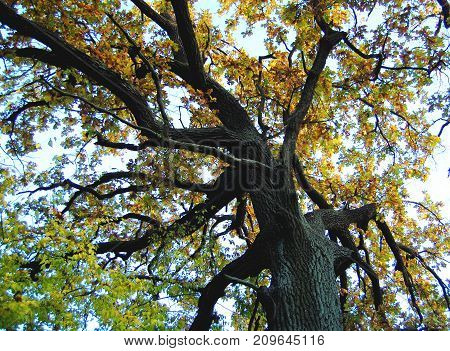 Old Oak With A Powerful Trunk At An Autumn Day. Low Shooting Point