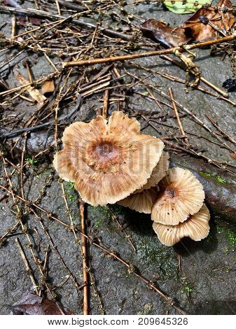 Mushroom toad-stool is fungi phylum forest type
