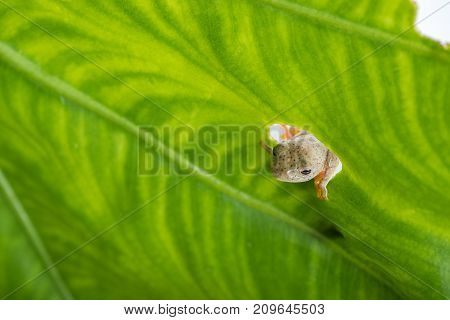 Twin-spotted Treefrog (rhacophorus Bipunctatus) Looking Curious On Green Leaf