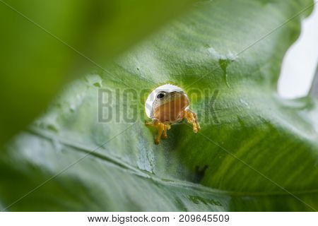 Twin-spotted Treefrog (rhacophorus Bipunctatus) Looking Curious On Green Leaf