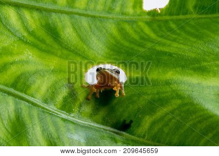 Twin-spotted Treefrog (rhacophorus Bipunctatus) Looking Curious On Green Leaf