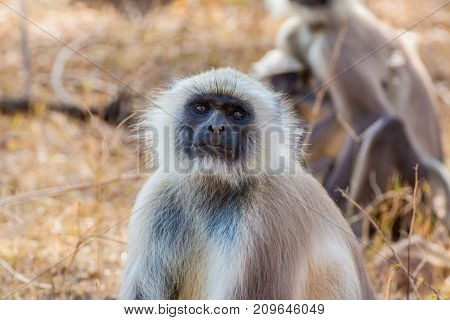 Group of Hanuman Langur at Sariska, India