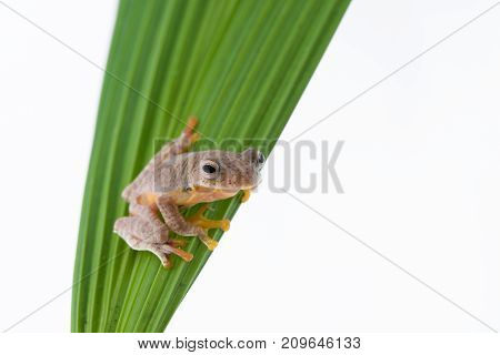 Twin-spotted Treefrog (Rhacophorus bipunctatus) on a white background