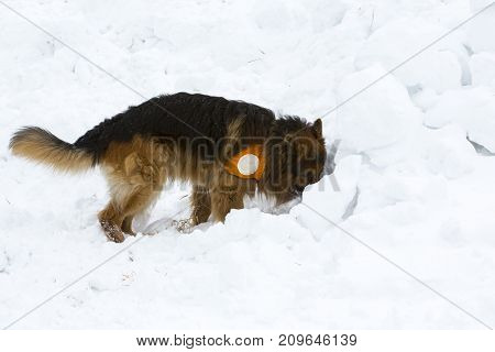 Rescue dog from Mountain rescue service participates in a training for finding people buried in an avalanche. Both men and animals are trained before going on duty.