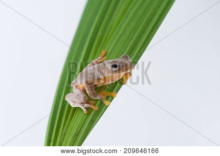 Twin-spotted Treefrog (Rhacophorus bipunctatus) on a white background