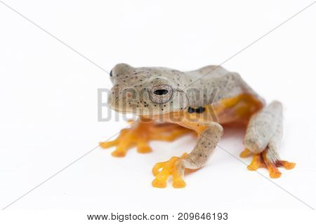 Twin-spotted Treefrog (Rhacophorus bipunctatus) on a white background