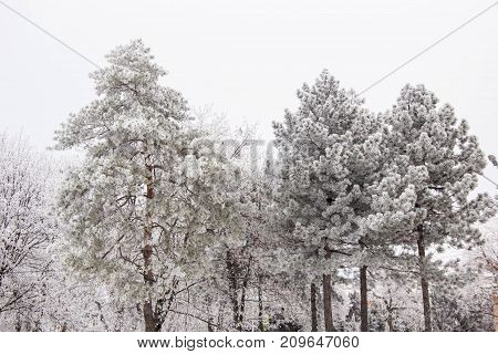 Winter Fir Trees And Trees Snowy Landscape In Winter Park