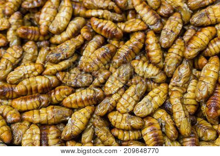 Fried in oil silkworm larvae close up
