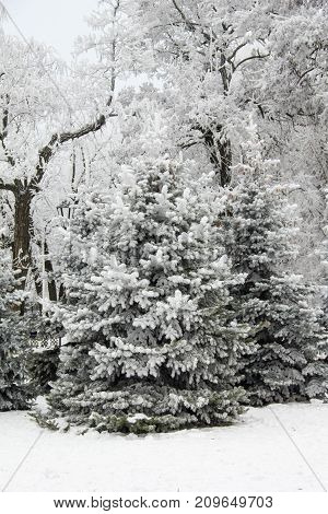 Winter Fir Trees And Trees Snowy Landscape In Winter Park