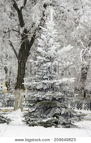 Winter Fir Trees And Trees Snowy Landscape In Winter Park