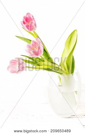 Pink tulips on a white background. A bouquet from three tulips in a white glass vase on a white wooden table. A white background inflorescences are isolated selective focus