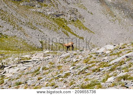 Serna in the mountains of Olympus Greece.
