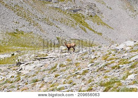 Serna in the mountains of Olympus Greece.