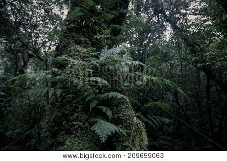 Beautiful Rain Forest At Nature Trails Ang Ka Doi Inthanonchiangmai In Thailand