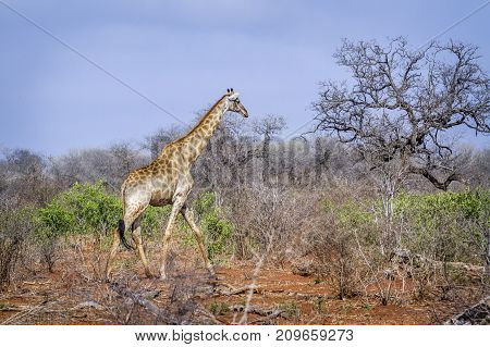 Giraffe in Kruger national park, South Africa ; Specie Giraffa camelopardalis family of Giraffidae