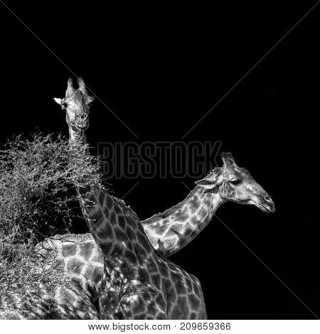 Giraffe in Kruger national park, South Africa ; Specie Giraffa camelopardalis family of Giraffidae